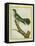 African Emerald Cuckoo-Georges-Louis Buffon-Framed Premier Image Canvas