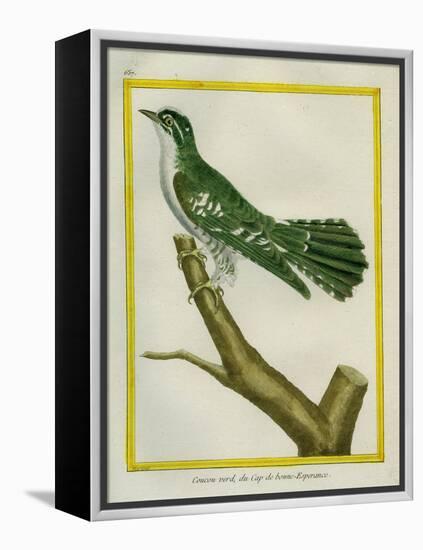 African Emerald Cuckoo-Georges-Louis Buffon-Framed Premier Image Canvas