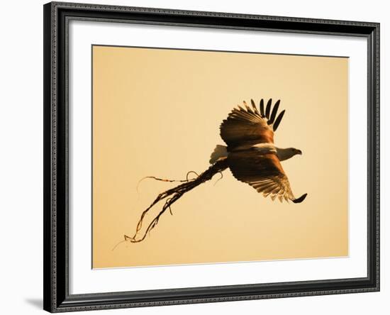 African Fish Eagle Carrying Nesting Material, Chobe National Park, Botswana May 2008-Tony Heald-Framed Photographic Print