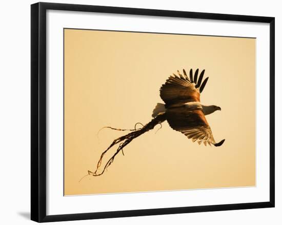 African Fish Eagle Carrying Nesting Material, Chobe National Park, Botswana May 2008-Tony Heald-Framed Photographic Print