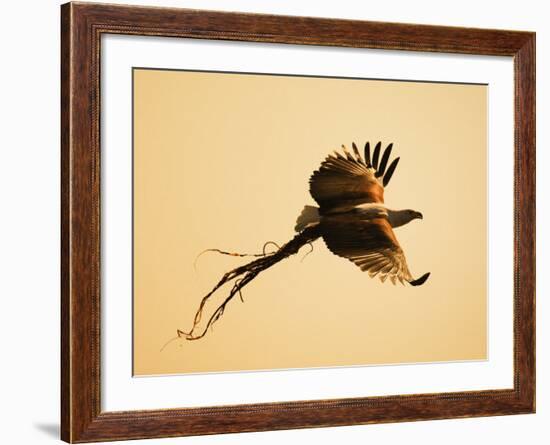 African Fish Eagle Carrying Nesting Material, Chobe National Park, Botswana May 2008-Tony Heald-Framed Photographic Print