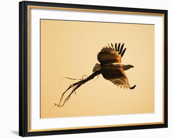 African Fish Eagle Carrying Nesting Material, Chobe National Park, Botswana May 2008-Tony Heald-Framed Photographic Print