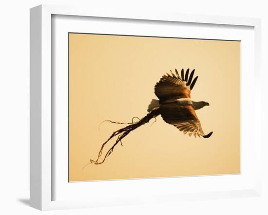 African Fish Eagle Carrying Nesting Material, Chobe National Park, Botswana May 2008-Tony Heald-Framed Photographic Print