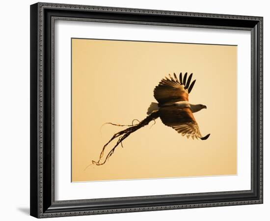 African Fish Eagle Carrying Nesting Material, Chobe National Park, Botswana May 2008-Tony Heald-Framed Photographic Print