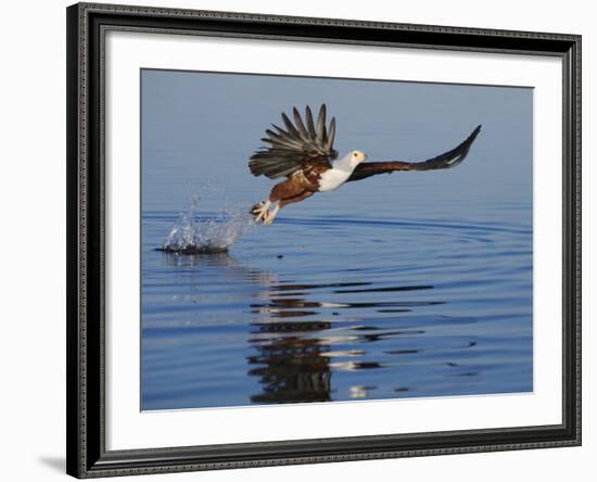 African Fish Eagle Fishing, Chobe National Park, Botswana-Tony Heald-Framed Photographic Print