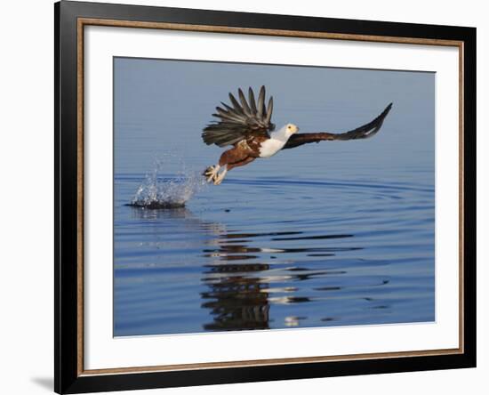 African Fish Eagle Fishing, Chobe National Park, Botswana-Tony Heald-Framed Photographic Print