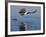 African Fish Eagle Fishing, Chobe National Park, Botswana-Tony Heald-Framed Photographic Print