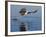 African Fish Eagle Fishing, Chobe National Park, Botswana-Tony Heald-Framed Photographic Print