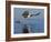 African Fish Eagle Fishing, Chobe National Park, Botswana-Tony Heald-Framed Photographic Print