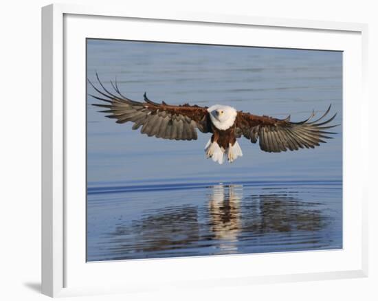 African Fish Eagle Fishing, Chobe National Park, Botswana-Tony Heald-Framed Photographic Print