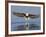 African Fish Eagle Fishing, Chobe National Park, Botswana-Tony Heald-Framed Photographic Print