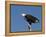 African Fish Eagle, Haliaeetus Vocifer, Chobe National Park, Botswana, Africa-Thorsten Milse-Framed Premier Image Canvas