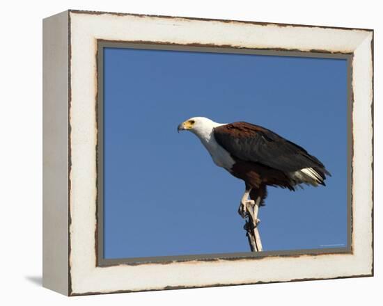 African Fish Eagle, Haliaeetus Vocifer, Chobe National Park, Botswana, Africa-Thorsten Milse-Framed Premier Image Canvas