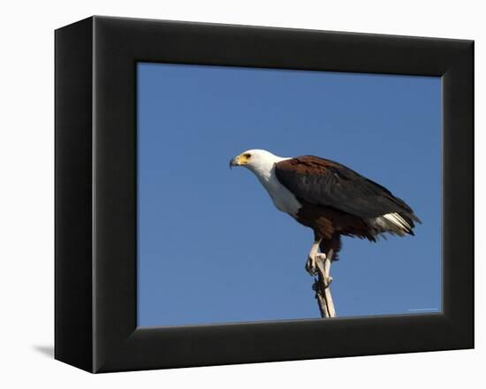 African Fish Eagle, Haliaeetus Vocifer, Chobe National Park, Botswana, Africa-Thorsten Milse-Framed Premier Image Canvas