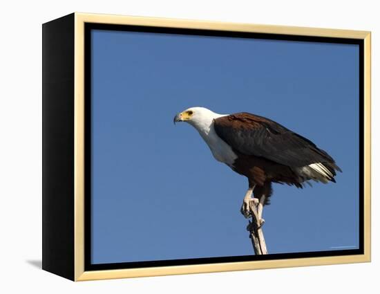 African Fish Eagle, Haliaeetus Vocifer, Chobe National Park, Botswana, Africa-Thorsten Milse-Framed Premier Image Canvas