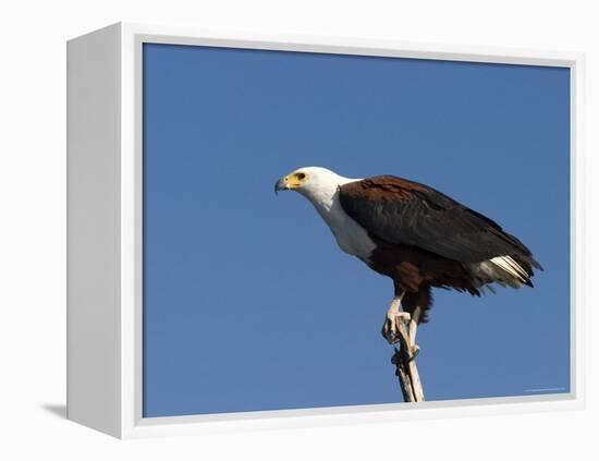 African Fish Eagle, Haliaeetus Vocifer, Chobe National Park, Botswana, Africa-Thorsten Milse-Framed Premier Image Canvas