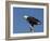 African Fish Eagle, Haliaeetus Vocifer, Chobe National Park, Botswana, Africa-Thorsten Milse-Framed Photographic Print