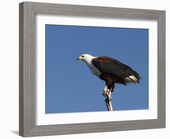 African Fish Eagle, Haliaeetus Vocifer, Chobe National Park, Botswana, Africa-Thorsten Milse-Framed Photographic Print