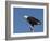 African Fish Eagle, Haliaeetus Vocifer, Chobe National Park, Botswana, Africa-Thorsten Milse-Framed Photographic Print