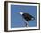 African Fish Eagle, Haliaeetus Vocifer, Chobe National Park, Botswana, Africa-Thorsten Milse-Framed Photographic Print