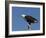 African Fish Eagle, Haliaeetus Vocifer, Chobe National Park, Botswana, Africa-Thorsten Milse-Framed Photographic Print