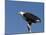 African Fish Eagle, Haliaeetus Vocifer, Chobe National Park, Botswana, Africa-Thorsten Milse-Mounted Photographic Print