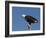 African Fish Eagle, Haliaeetus Vocifer, Chobe National Park, Botswana, Africa-Thorsten Milse-Framed Photographic Print