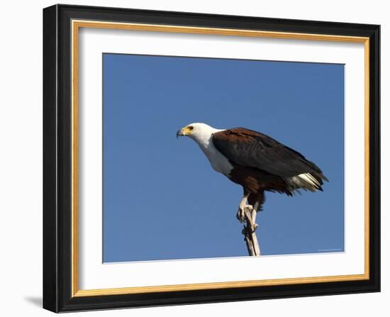 African Fish Eagle, Haliaeetus Vocifer, Chobe National Park, Botswana, Africa-Thorsten Milse-Framed Photographic Print