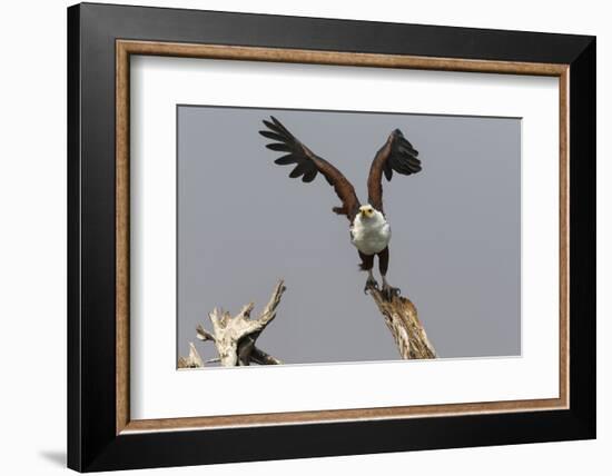 African Fish Eagle (Haliaeetus Vocifer), Chobe National Park, Botswana, Africa-Ann & Steve Toon-Framed Photographic Print