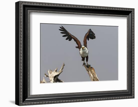 African Fish Eagle (Haliaeetus Vocifer), Chobe National Park, Botswana, Africa-Ann & Steve Toon-Framed Photographic Print