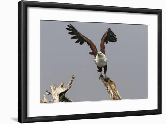 African Fish Eagle (Haliaeetus Vocifer), Chobe National Park, Botswana, Africa-Ann & Steve Toon-Framed Photographic Print