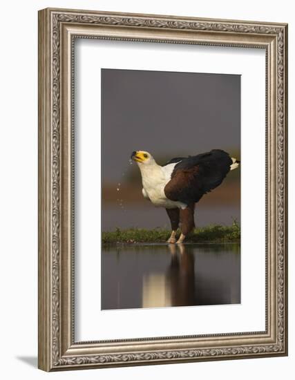 African fish eagle (Haliaeetus vocifer) drinking, Zimanga private game reserve, KwaZulu-Natal, Sout-Ann and Steve Toon-Framed Photographic Print