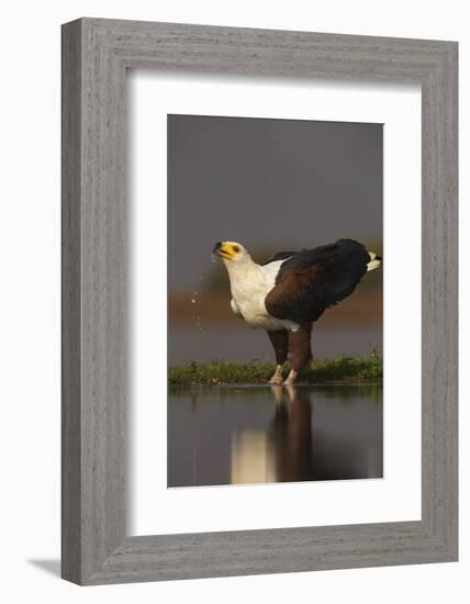 African fish eagle (Haliaeetus vocifer) drinking, Zimanga private game reserve, KwaZulu-Natal, Sout-Ann and Steve Toon-Framed Photographic Print