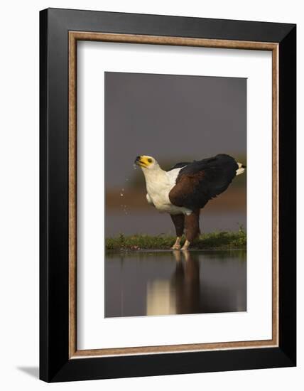 African fish eagle (Haliaeetus vocifer) drinking, Zimanga private game reserve, KwaZulu-Natal, Sout-Ann and Steve Toon-Framed Photographic Print