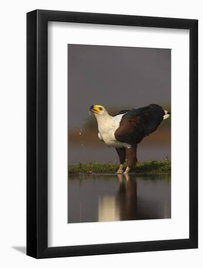 African fish eagle (Haliaeetus vocifer) drinking, Zimanga private game reserve, KwaZulu-Natal, Sout-Ann and Steve Toon-Framed Photographic Print