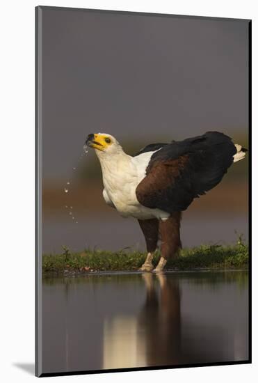 African fish eagle (Haliaeetus vocifer) drinking, Zimanga private game reserve, KwaZulu-Natal, Sout-Ann and Steve Toon-Mounted Photographic Print
