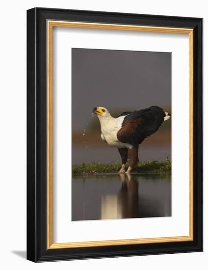 African fish eagle (Haliaeetus vocifer) drinking, Zimanga private game reserve, KwaZulu-Natal, Sout-Ann and Steve Toon-Framed Photographic Print