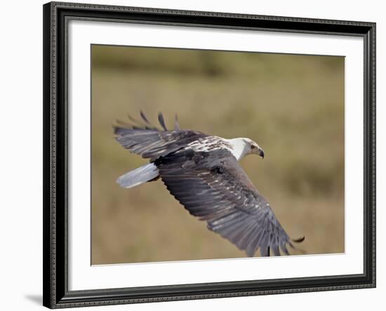 African Fish Eagle (Haliaeetus Vocifer) in Flight, Serengeti National Park, Tanzania, East Africa, -James Hager-Framed Photographic Print