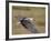 African Fish Eagle (Haliaeetus Vocifer) in Flight, Serengeti National Park, Tanzania, East Africa, -James Hager-Framed Photographic Print