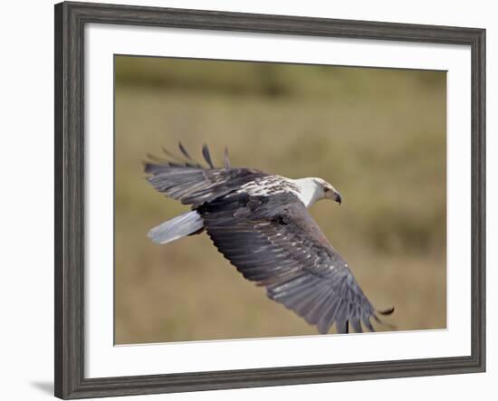 African Fish Eagle (Haliaeetus Vocifer) in Flight, Serengeti National Park, Tanzania, East Africa, -James Hager-Framed Photographic Print