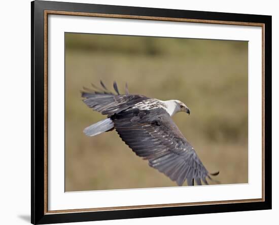 African Fish Eagle (Haliaeetus Vocifer) in Flight, Serengeti National Park, Tanzania, East Africa, -James Hager-Framed Photographic Print