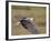 African Fish Eagle (Haliaeetus Vocifer) in Flight, Serengeti National Park, Tanzania, East Africa, -James Hager-Framed Photographic Print