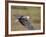 African Fish Eagle (Haliaeetus Vocifer) in Flight, Serengeti National Park, Tanzania, East Africa, -James Hager-Framed Photographic Print