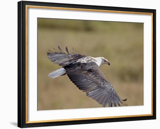 African Fish Eagle (Haliaeetus Vocifer) in Flight, Serengeti National Park, Tanzania, East Africa, -James Hager-Framed Photographic Print