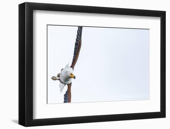 African fish eagle (Haliaeetus vocifer), Lake Malawi, Malawi, Africa-Ashley Morgan-Framed Photographic Print