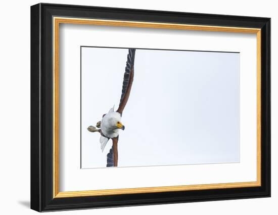 African fish eagle (Haliaeetus vocifer), Lake Malawi, Malawi, Africa-Ashley Morgan-Framed Photographic Print