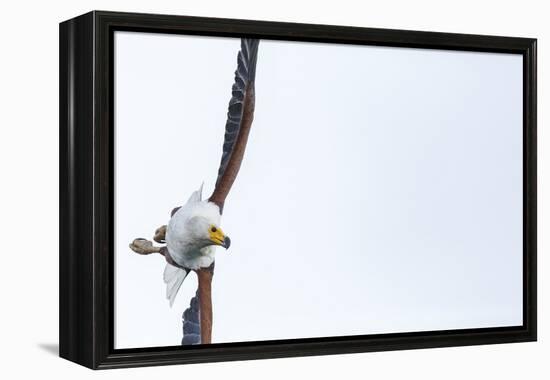 African fish eagle (Haliaeetus vocifer), Lake Malawi, Malawi, Africa-Ashley Morgan-Framed Premier Image Canvas