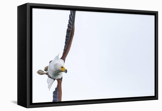 African fish eagle (Haliaeetus vocifer), Lake Malawi, Malawi, Africa-Ashley Morgan-Framed Premier Image Canvas