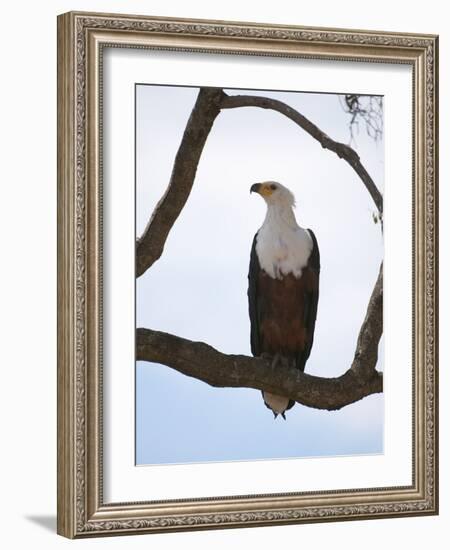 African Fish Eagle (Haliaeetus Vocifer), Masai Mara, Kenya, East Africa, Africa-Sergio Pitamitz-Framed Photographic Print