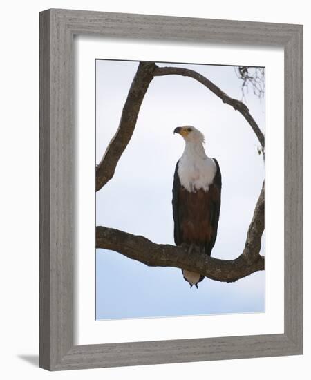 African Fish Eagle (Haliaeetus Vocifer), Masai Mara, Kenya, East Africa, Africa-Sergio Pitamitz-Framed Photographic Print